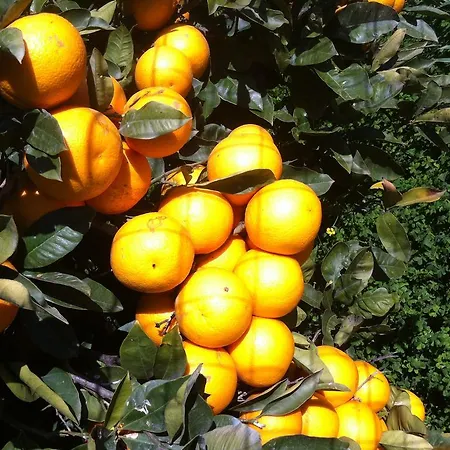 Profumo Di Zagara * Santa Venerina